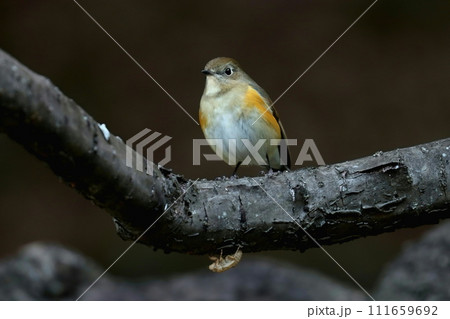 早朝に木陰で休むルリビタキのメス 111659692