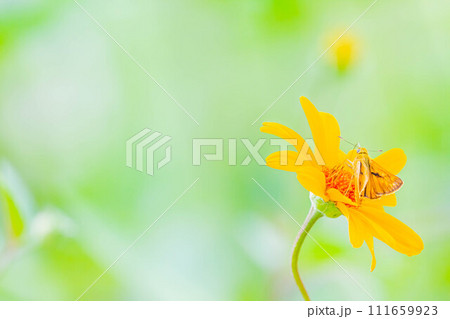 コキマダラセセリ コキマダラセセリ 111659923