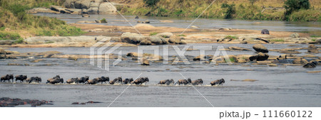 Panorama of blue wildebeest trotting across river Panorama of blue wildebeest trotting across river 111660122