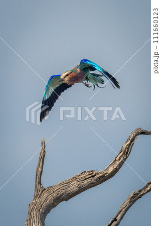 Lilac-breasted roller glides over sunlit dead tree 111660123