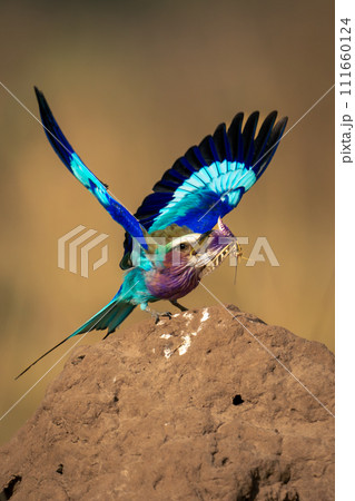 Lilac-breasted roller grabbing insect on termite mound 111660124