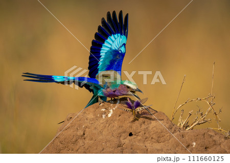 Lilac-breasted roller grabs insect on termite mound 111660125