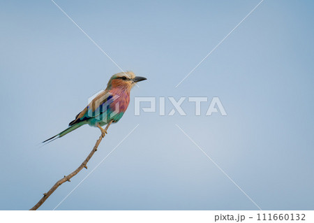 Lilac-breasted roller in profile on slim branch 111660132