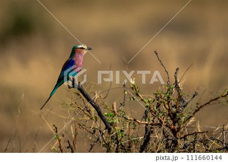 Lilac-breasted roller on dead bush in profile 111660144