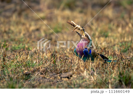 Lilac-breasted roller on grass tosses up grasshopper 111660149