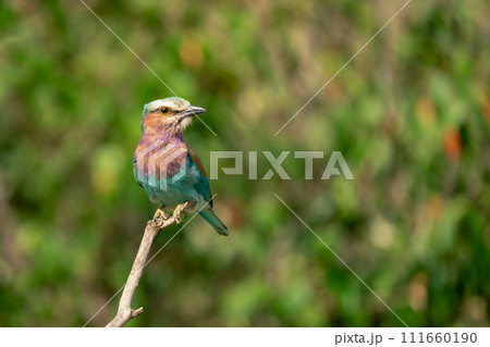 Lilac-breasted roller watches camera from thin twig 111660190