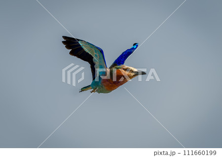 Lilac-breasted roller with catchlight flies through sky 111660199