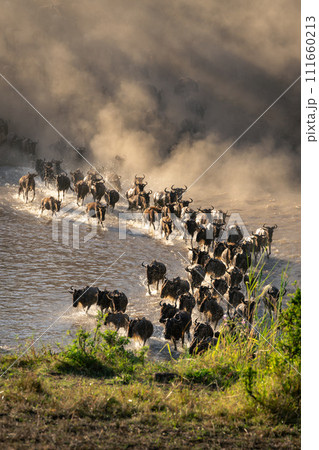 Line of blue wildebeest cross shallow river 111660213