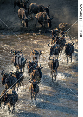 Line of blue wildebeest galloping across stream 111660220