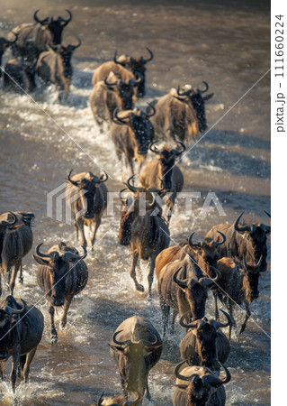 Line of blue wildebeest traverse shallow river 111660224