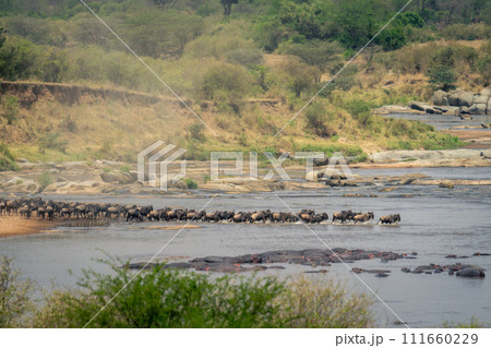 Line of blue wildebeest trotting across stream 111660229