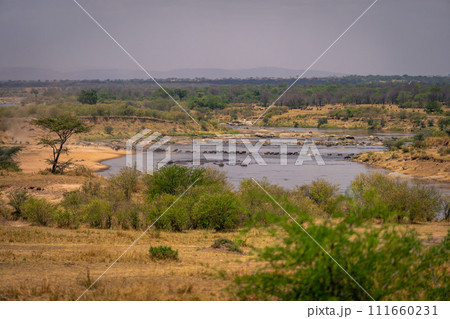 Line of blue wildebeest walk across Mara 111660231