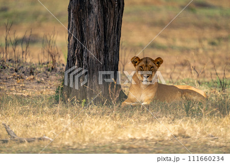 Lioness lies by tree trunk watching camera 111660234