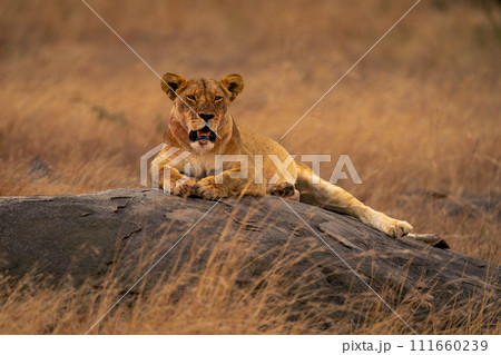 Lioness lies on low kopje facing camera 111660239
