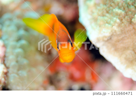トマトアネモネフィッシュ・タイ・アンダマン海固有種.6 トマトアネモネフィッシュ・タイ・アンダマン海固有種.6 111660471