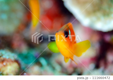 トマトアネモネフィッシュ・タイ・アンダマン海固有種.7 111660472