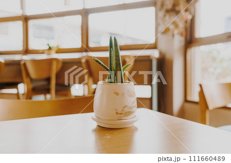 plant in pot decoration on table 111660489