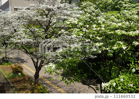 白い花 4月川崎459アメリカハナミズキの並木・マプレ専門店街(新百合丘)H3.2 白い花 4月川崎459アメリカハナミズキの並木・マプレ専門店街(新百合丘)H3.2 111660532