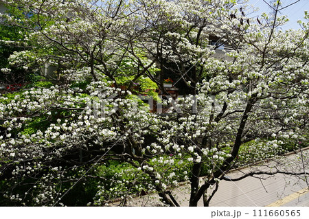 白い花　4月川崎469アメリカハナミズキの並木・マプレ専門店街(新百合丘)H3.2 111660565