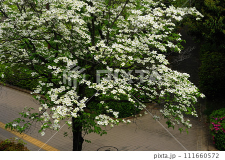 白い花 4月川崎472アメリカハナミズキの並木・マプレ専門店街(新百合丘)H3.2 白い花 4月川崎472アメリカハナミズキの並木・マプレ専門店街(新百合丘)H3.2 111660572