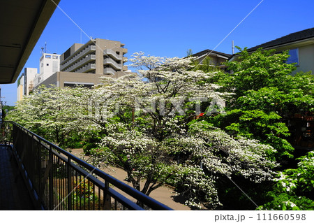 白い花 4月川崎480アメリカハナミズキの並木・マプレ専門店街(新百合丘)H3.2 白い花 4月川崎480アメリカハナミズキの並木・マプレ専門店街(新百合丘)H3.2 111660598