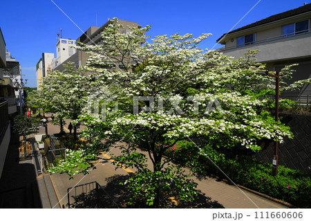 白い花 4月川崎482アメリカハナミズキの並木・マプレ専門店街(新百合丘)H3.2 白い花 4月川崎482アメリカハナミズキの並木・マプレ専門店街(新百合丘)H3.2 111660606