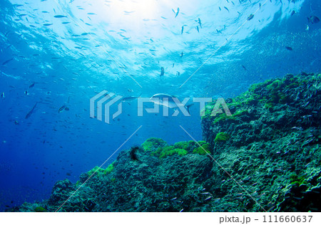 タイ・シミランの海・ワイド・緑の海藻と魚達.1 タイ・シミランの海・ワイド・緑の海藻と魚達.1 111660637