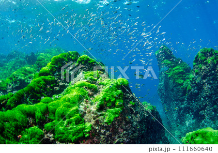 タイ・シミランの海・ワイド・緑の海藻と魚達.4 タイ・シミランの海・ワイド・緑の海藻と魚達.4 111660640