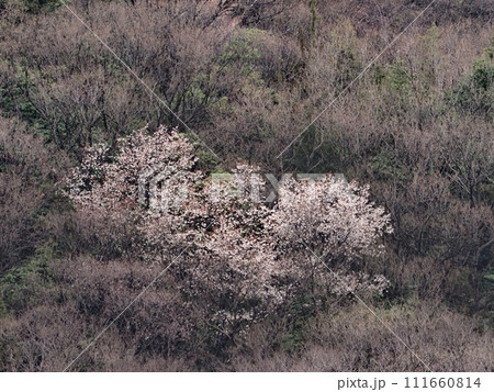 里山の山桜が咲く風景 里山の山桜が咲く風景 111660814