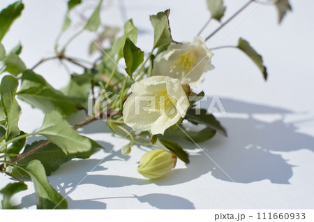 乳白色の冬咲きクレマチスの花　 111660933