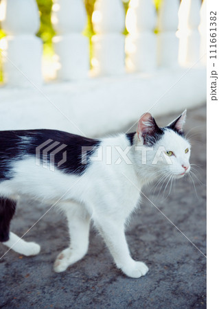 wild cat. black and white thin and hungry cat walks along sidewalk. Homeless animal cat. 111661382
