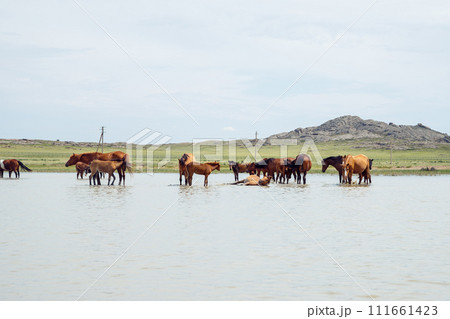 free grazing brown horses in ranch. herd of horses in pond drink water and cool off on hot summer day. 111661423
