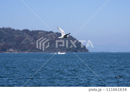 飛翔する琵琶湖のユリカモメ 飛翔する琵琶湖のユリカモメ 111661639