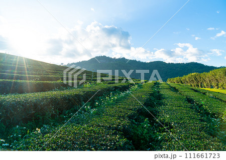 tea plantation and green tea plantation 111661723