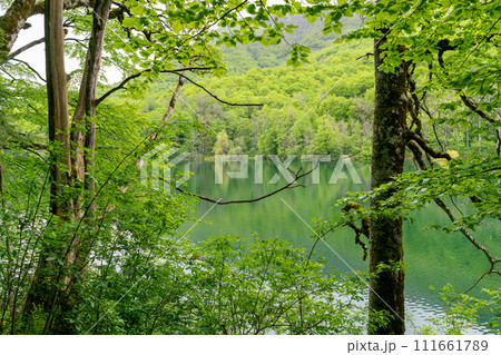 National park Biogradska gora in Montenegro. 111661789