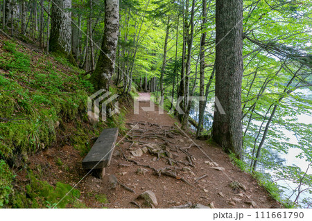 National park Biogradska gora in Montenegro. 111661790