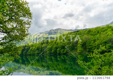National park Biogradska gora in Montenegro. 111661798