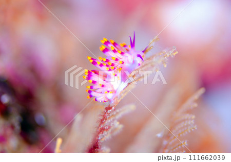 綺麗なミノウミウシ・タイ・シミラン・ミチヨミノウミウシ.1 111662039