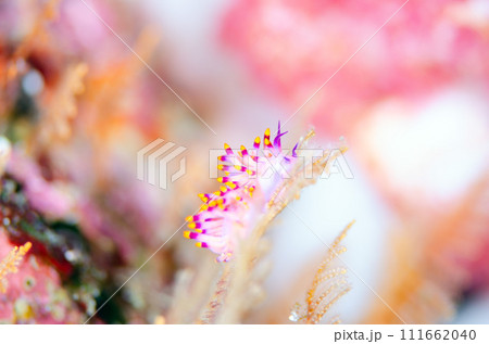 綺麗なミノウミウシ・タイ・シミラン・ミチヨミノウミウシ.2 綺麗なミノウミウシ・タイ・シミラン・ミチヨミノウミウシ.2 111662040