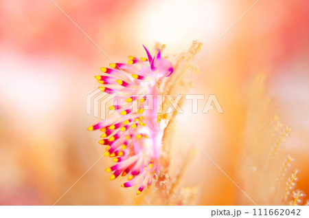 綺麗なミノウミウシ・タイ・シミラン・ミチヨミノウミウシ.3 綺麗なミノウミウシ・タイ・シミラン・ミチヨミノウミウシ.3 111662042