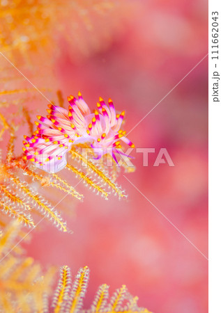 綺麗なミノウミウシ・タイ・シミラン・ミチヨミノウミウシ.4 綺麗なミノウミウシ・タイ・シミラン・ミチヨミノウミウシ.4 111662043