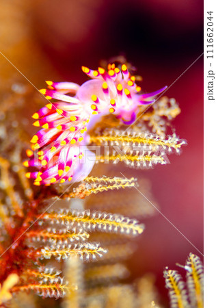 綺麗なミノウミウシ・タイ・シミラン・ミチヨミノウミウシ.5 綺麗なミノウミウシ・タイ・シミラン・ミチヨミノウミウシ.5 111662044