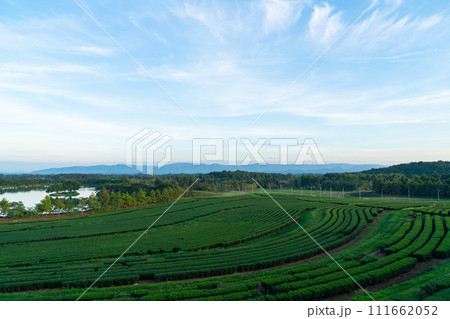 tea plantation on mountain in morning tea plantation on mountain in morning 111662052