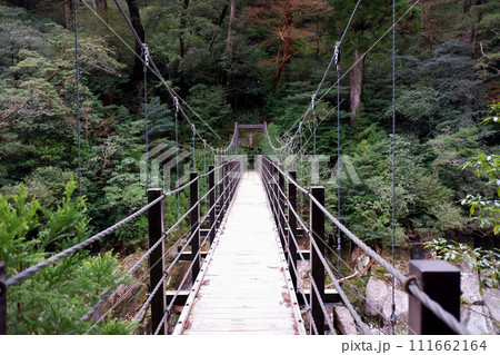 屋久島　ヤクスギランド　荒川橋 111662164