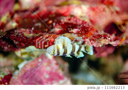 イザヨイベンケイハゼ・タイ・シミラン.1 111662213