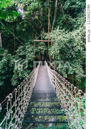 sky walk in the jungle 111662296