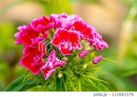 春の日差しと色鮮やかな亜米利加撫子の花 春の日差しと色鮮やかな亜米利加撫子の花 111662376
