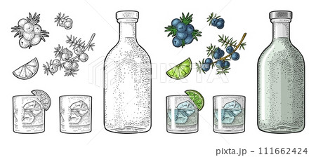 Glass and bottle gin, lime, branch juniper. Vintage vector engraving Glass and bottle gin, lime, branch juniper. Vintage vector engraving 111662424