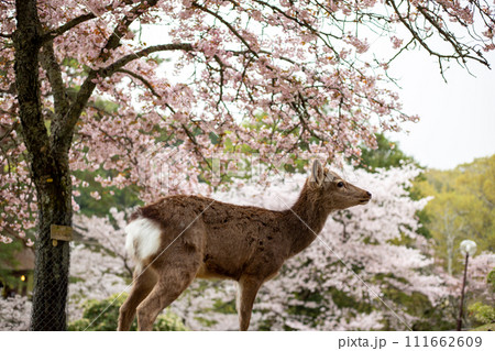 奈良浮見堂付近の鹿と桜 奈良浮見堂付近の鹿と桜 111662609