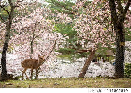 奈良浮見堂付近の鹿と桜 奈良浮見堂付近の鹿と桜 111662610